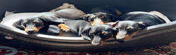 Miniature Dachshund dogs for sale: Silver Dapple Male  - Advert 3