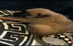 Belgian Shepherd Dog dogs for sale: Belgian shepereds puppies  - Image 14