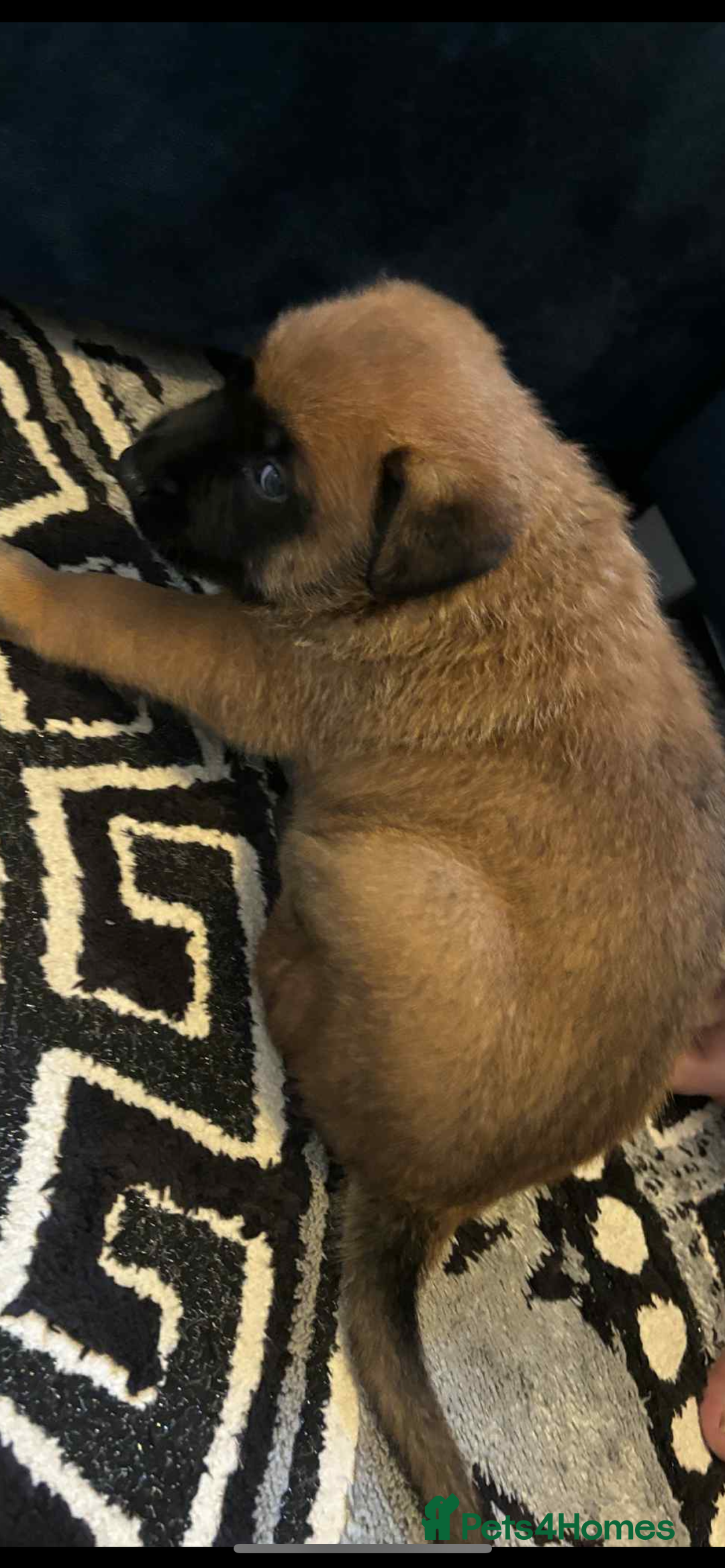 Belgian Shepherd Dog dogs for sale: Belgian shepereds puppies  - Image 14