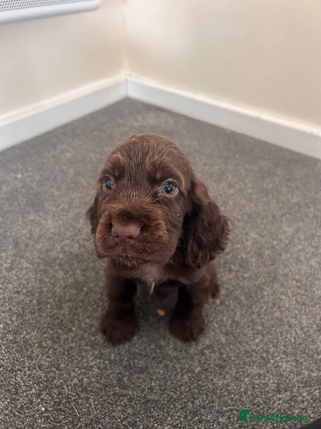 Cocker Spaniel dogs for sale: Show cocker spaniel puppies  - Advert 2