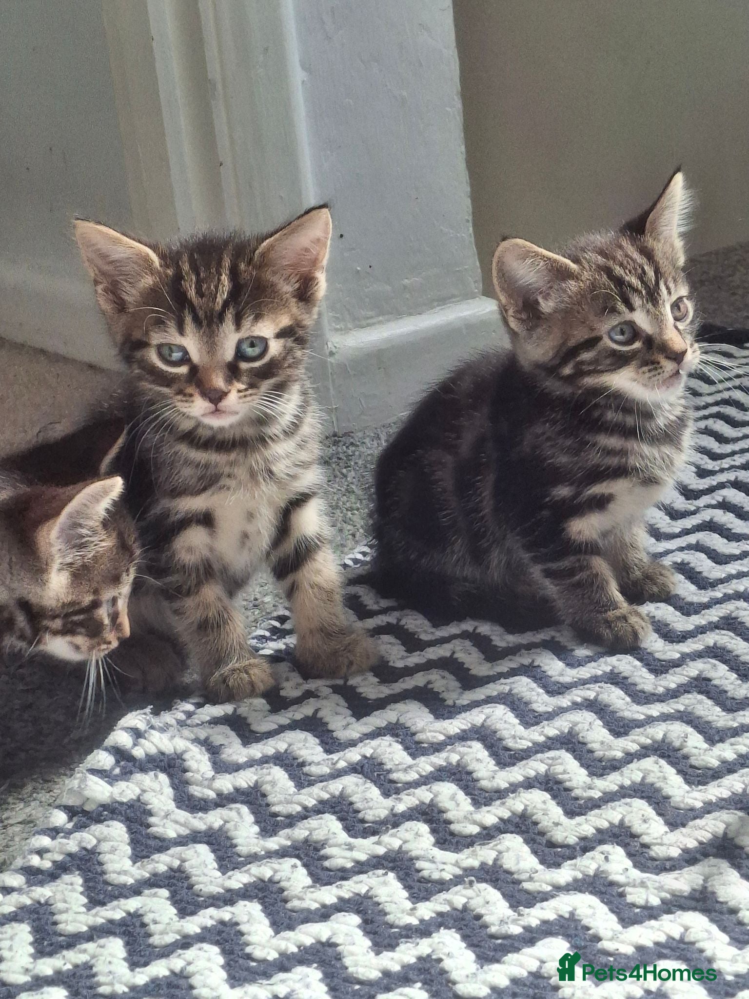 Mixed Breed cats Girl,boy - Advert 17