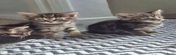 Mixed Breed cats for sale: Girl,boy - Advert 1
