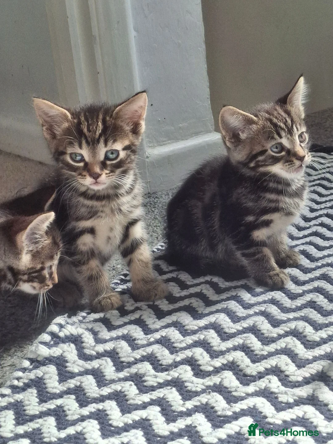 Mixed Breed cats for sale: Girl,boy - Advert 1