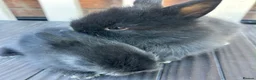 Lionhead rabbits for sale: Double maned lionhead babys - Advert 3