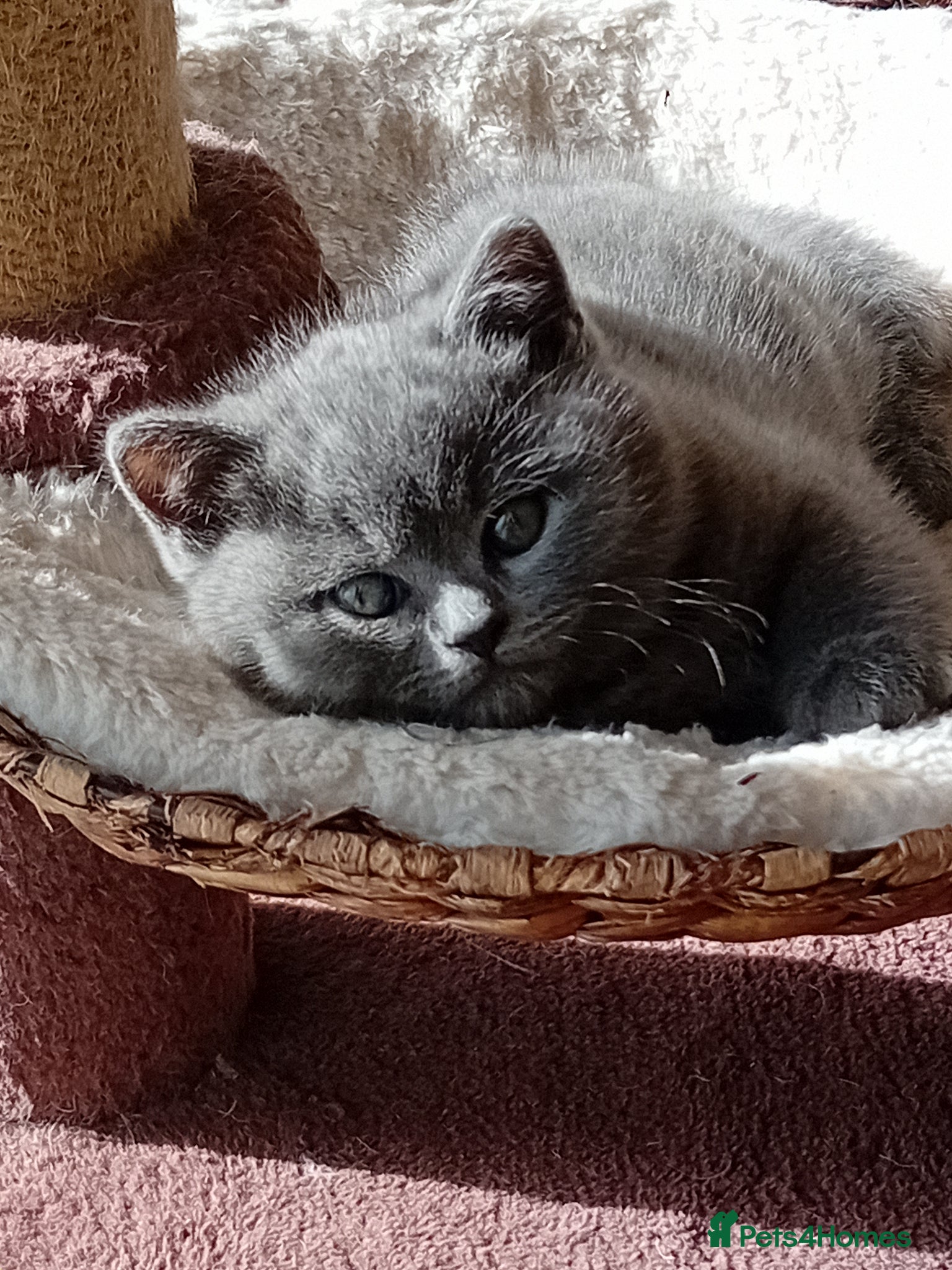 British Shorthair cats Gorgeous British short-haired kittens  - Advert 15