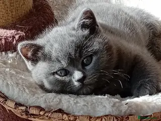 British Shorthair cats Gorgeous British short-haired kittens - Advert 15