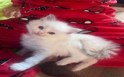 Ragdoll cats for sale: 7 stunning Ragdoll kittens for sale - Image 6