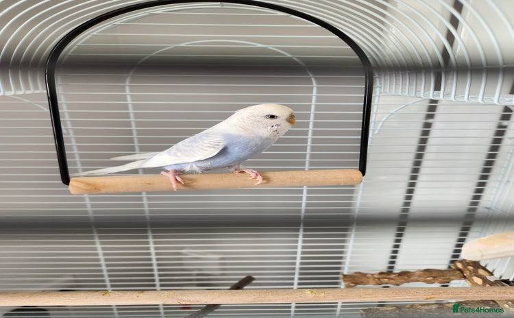 Budgerigars birds - Advert 10