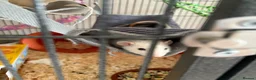 Rat rodents for sale: Female Rats  in Sleaford - Advert 4