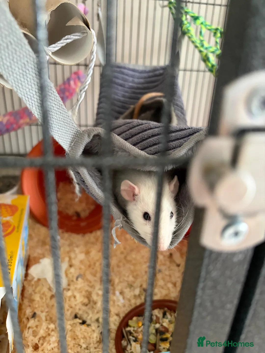 Rat rodents for sale: Female Rats  in Sleaford - Advert 4