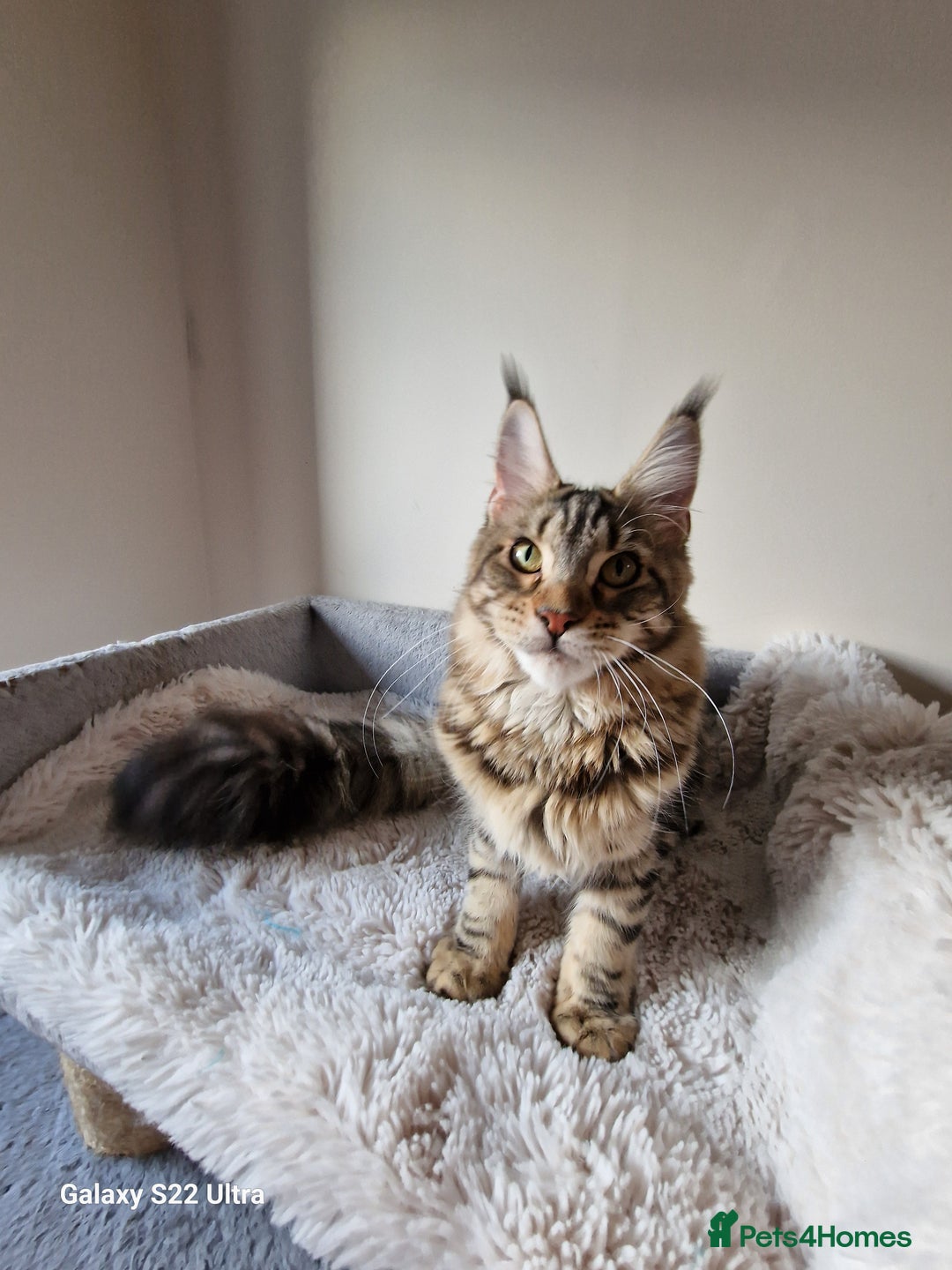 Maine Coon cats for sale: 🎀Females- MAINE COON🎀 - Advert 7