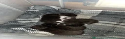 Mixed Breed cats for sale: 5 Beautiful and friendly tuxedo kittens - Advert 14