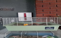 Hamster rodents for sale: Dwarf hamsters  - Image 3