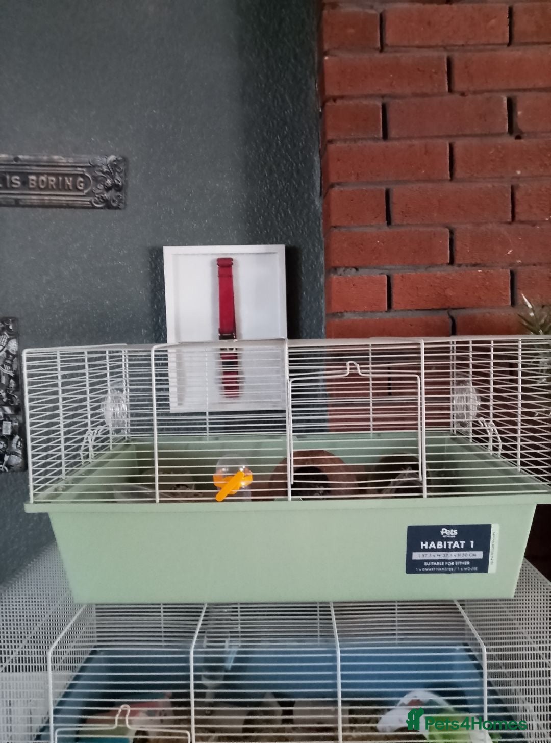 Hamster rodents for sale: Dwarf hamsters  - Image 3