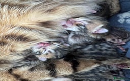 Bengal cats for sale: TICA Reg Bengal Kittens - Browns, Lynx & Mink - Image 30