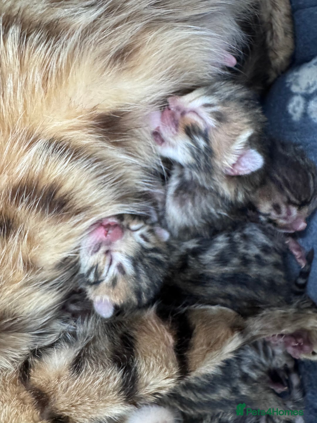 Bengal cats for sale: TICA Reg Bengal Kittens - Browns, Lynx & Mink - Image 30