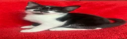 Mixed Breed cats for sale: Male & female kittens ready now  - Advert 3