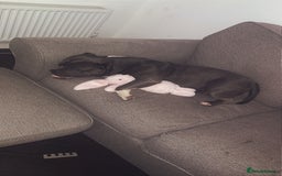 Mixed Breed dogs for sale: Pocket bully - Image 3