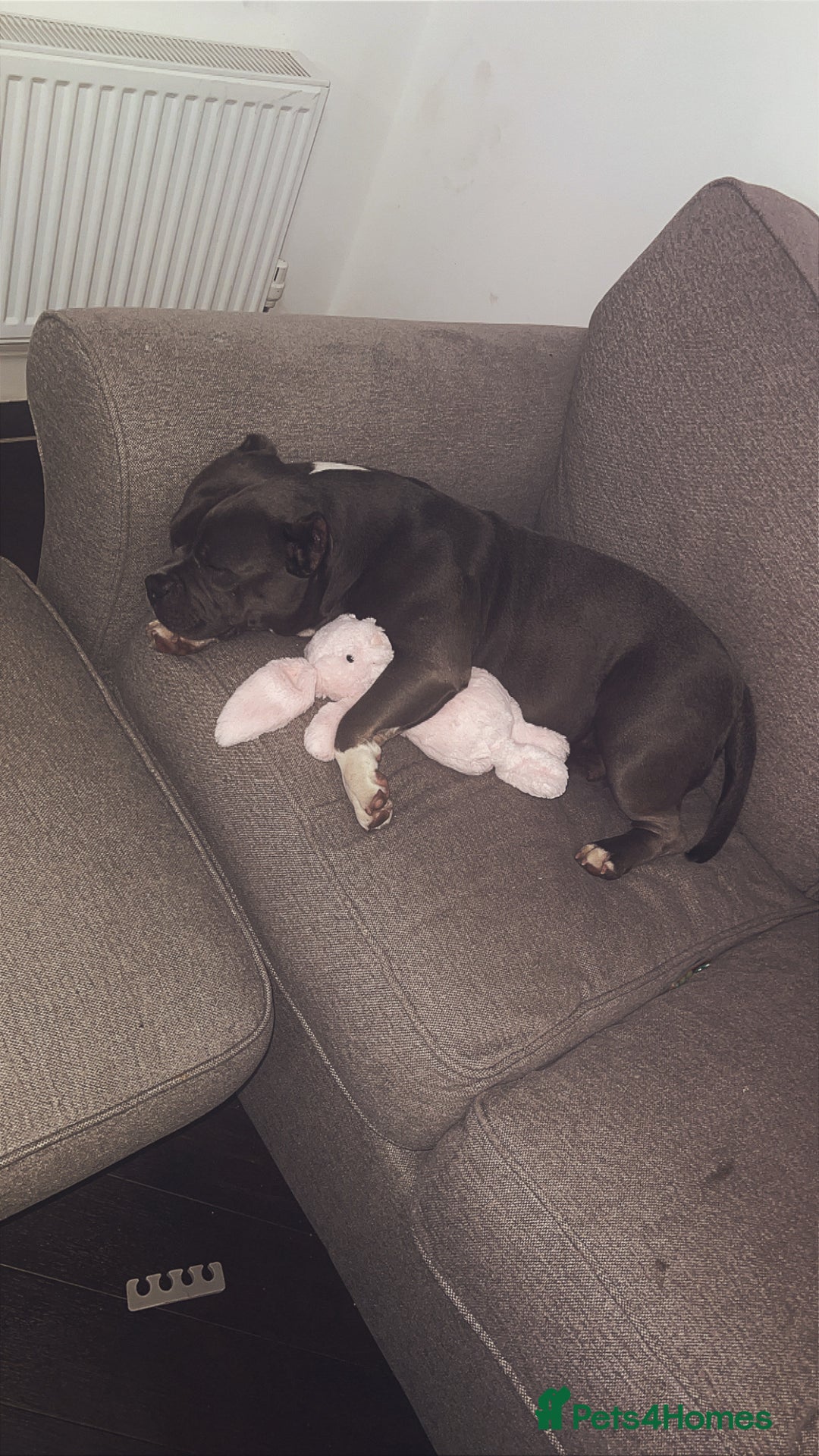 Mixed Breed dogs for sale: Pocket bully - Image 3