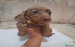 Miniature Dachshund dogs for sale: 5 miniature dachshund - Image 3