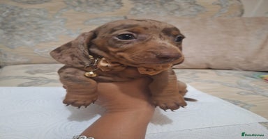 Miniature Dachshund dogs - Advert 7