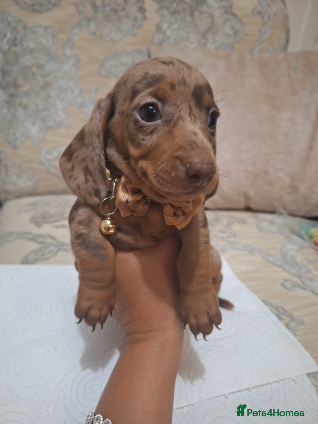 Miniature Dachshund dogs for sale: 5 miniature dachshund - Image 3