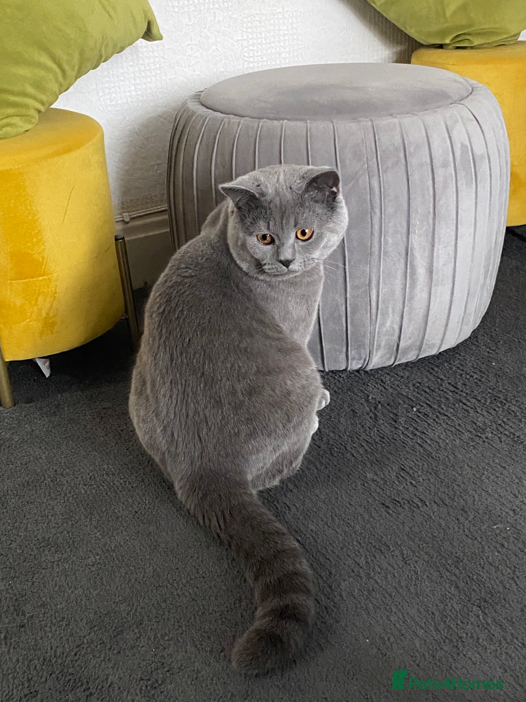 British Shorthair cats for sale: British Shorthair Male – Plush Silver Coat - Advert 12