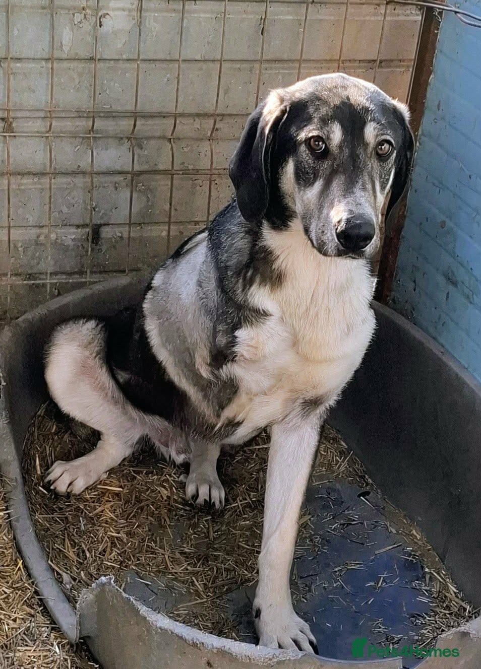 Mixed Breed dogs Meet ash ❤️‍🩹 - Advert 6