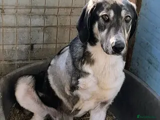 Mixed Breed dogs Meet ash ❤️🩹 - Advert 6