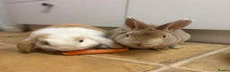Mixed Breed rabbits for sale: 3 Male Rabbits PLEASE READ DESCRIPTION  - Advert 6