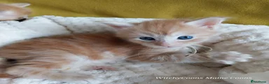 Maine Coon 4