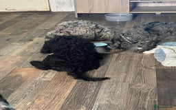 Cockapoo dogs for sale: Ready Now Beautiful Cockapoo pups £1000 in Wolverhampton - Image 11