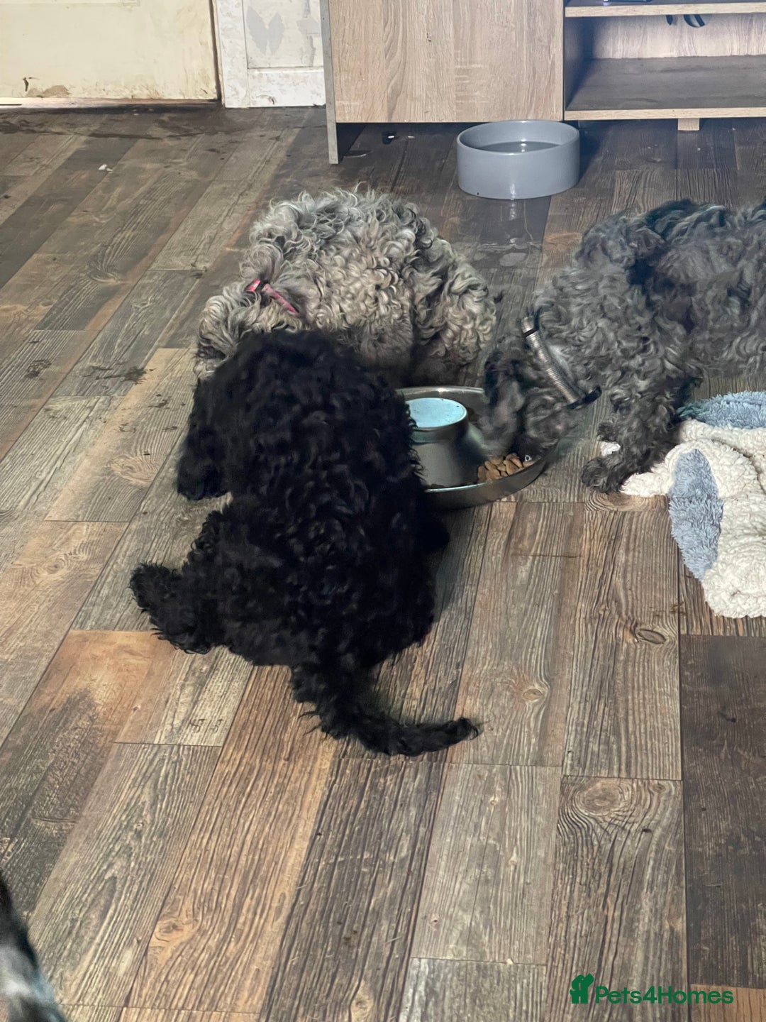 Cockapoo dogs for sale: Ready Now Beautiful Cockapoo pups £1000 in Wolverhampton - Image 11