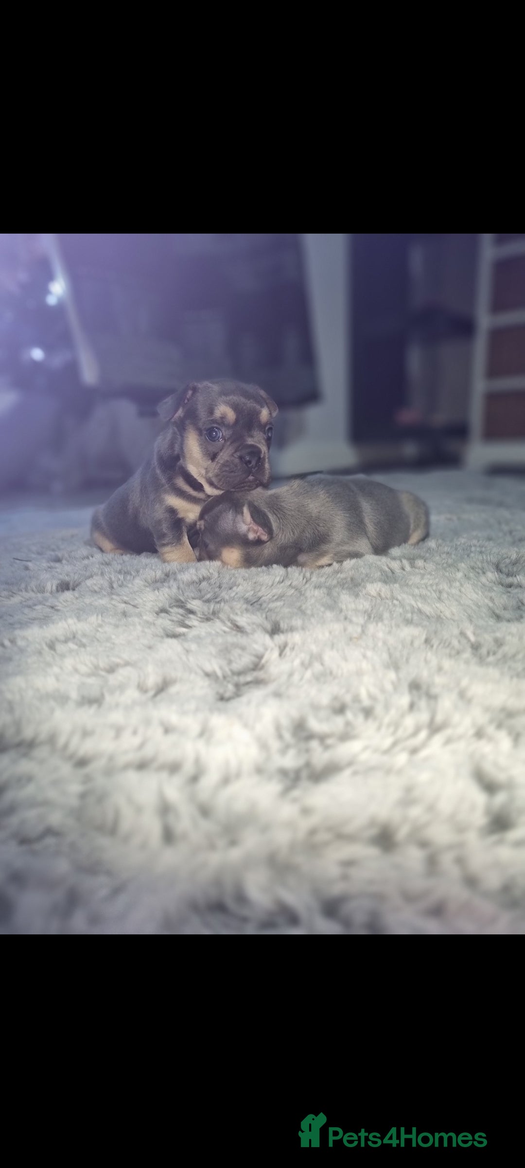 French Bulldog dogs for sale: Frenchbulldog puppies - Advert 4