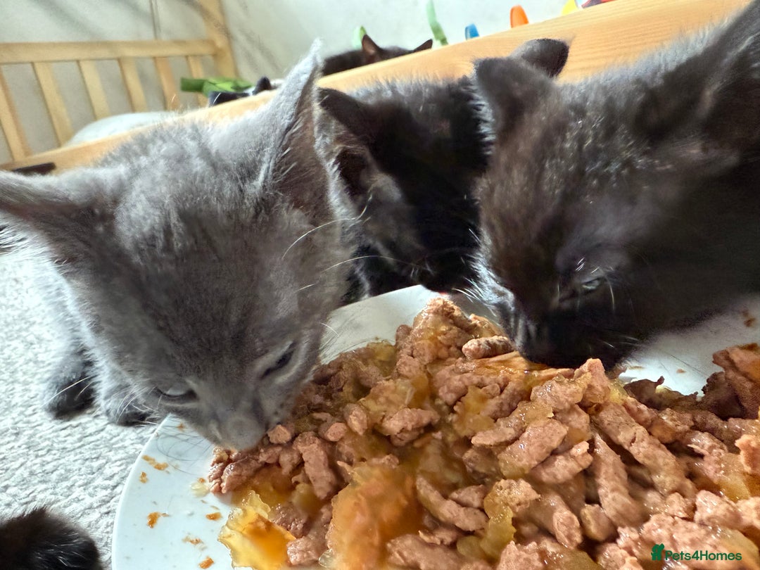 Mixed Breed cats for sale: Beautiful kittens  - Image 2