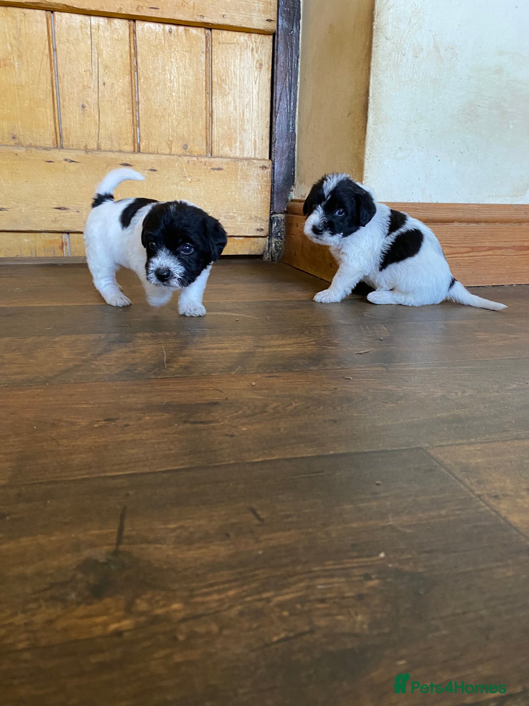 Jackapoo dogs for sale: Beautiful Jackapoo Puppies - Image 8