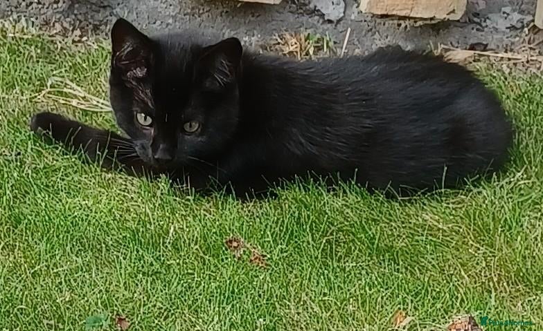 British Shorthair cats Cute 12 Week Old Female Kitten Looking For A Home - Advert 3