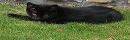British Shorthair cats for sale: Cute 12 Week Old Female Kitten Looking For A Home - Advert 1