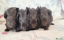 Guinea Pig rodents for sale: BABY GUINEA PIGS AVAILABLE HEREFORDSHIRE  - Image 5