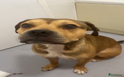Mixed Breed dogs for sale: Beautiful staffy  - Image 1