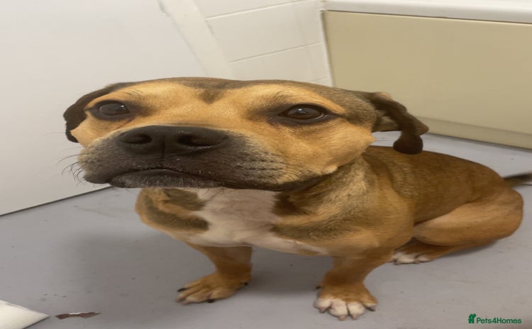 Mixed Breed dogs - Advert 1