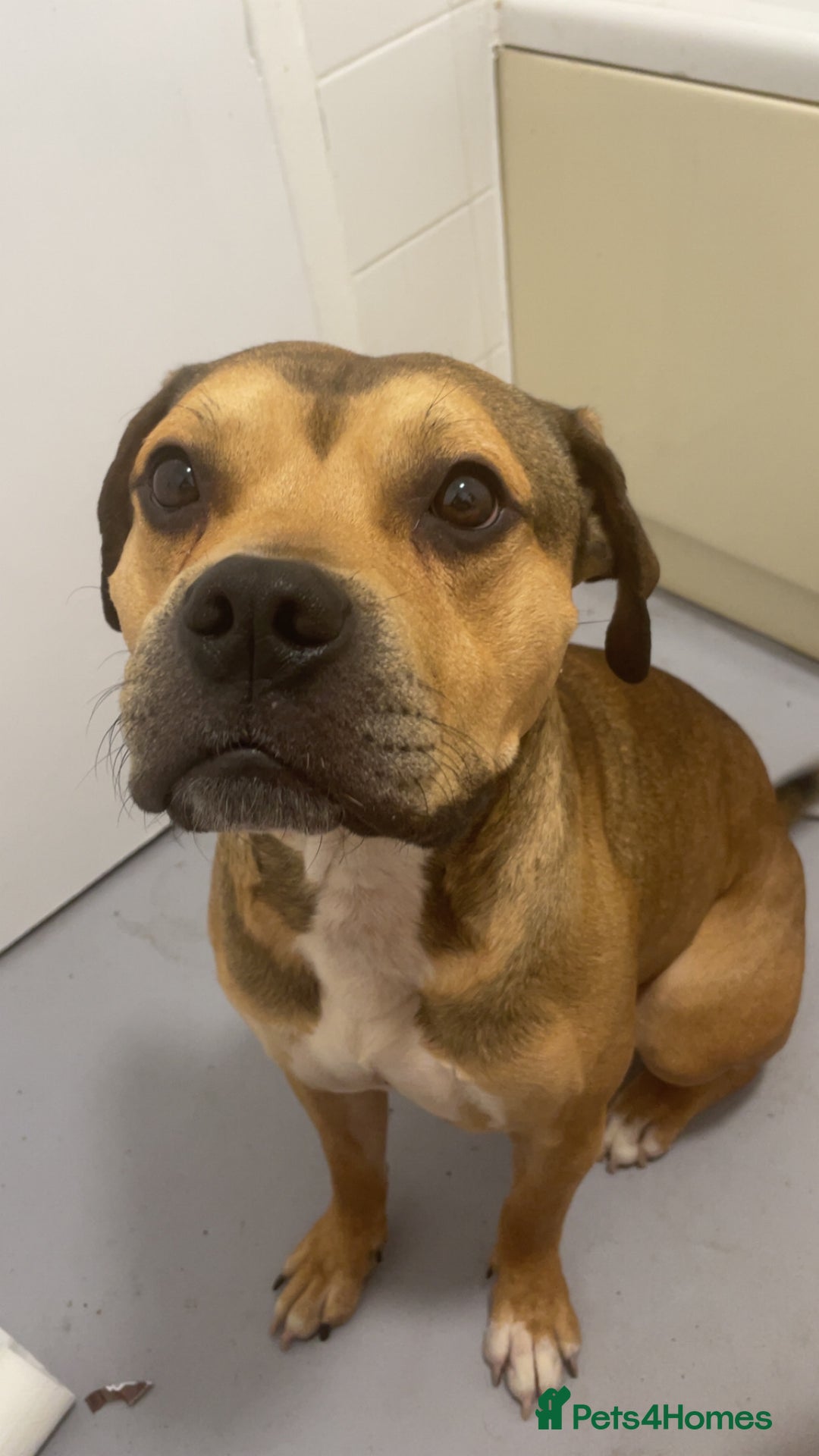 Mixed Breed dogs for sale: Beautiful staffy  - Image 1