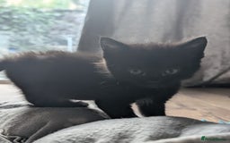 British Longhair cats for sale: 2 beautiful black kittens for sale  - Image 4