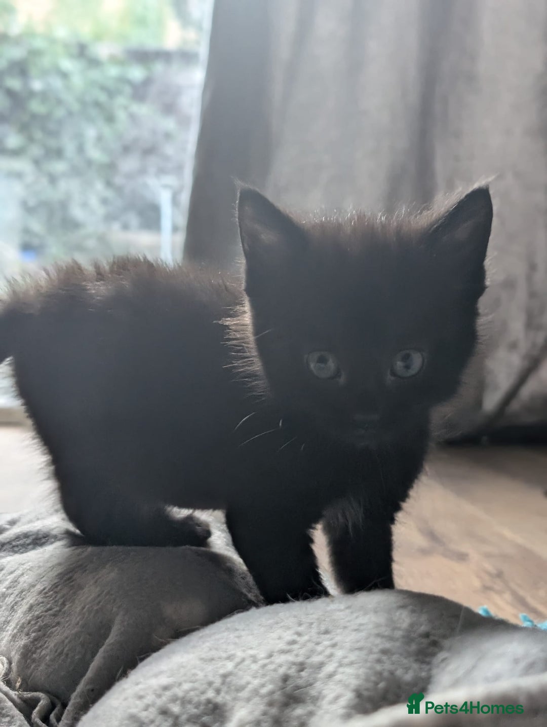 British Longhair cats for sale: 2 beautiful black kittens for sale  - Image 4