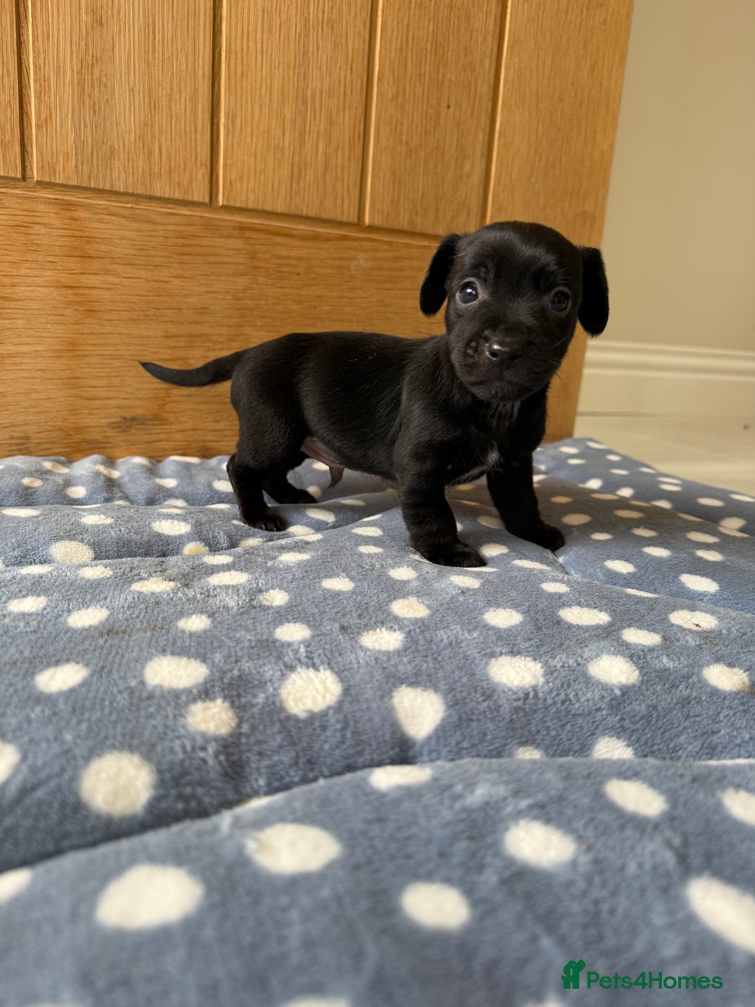 Jack Russell dogs for sale: Minature Jack Russell pups - Image 8