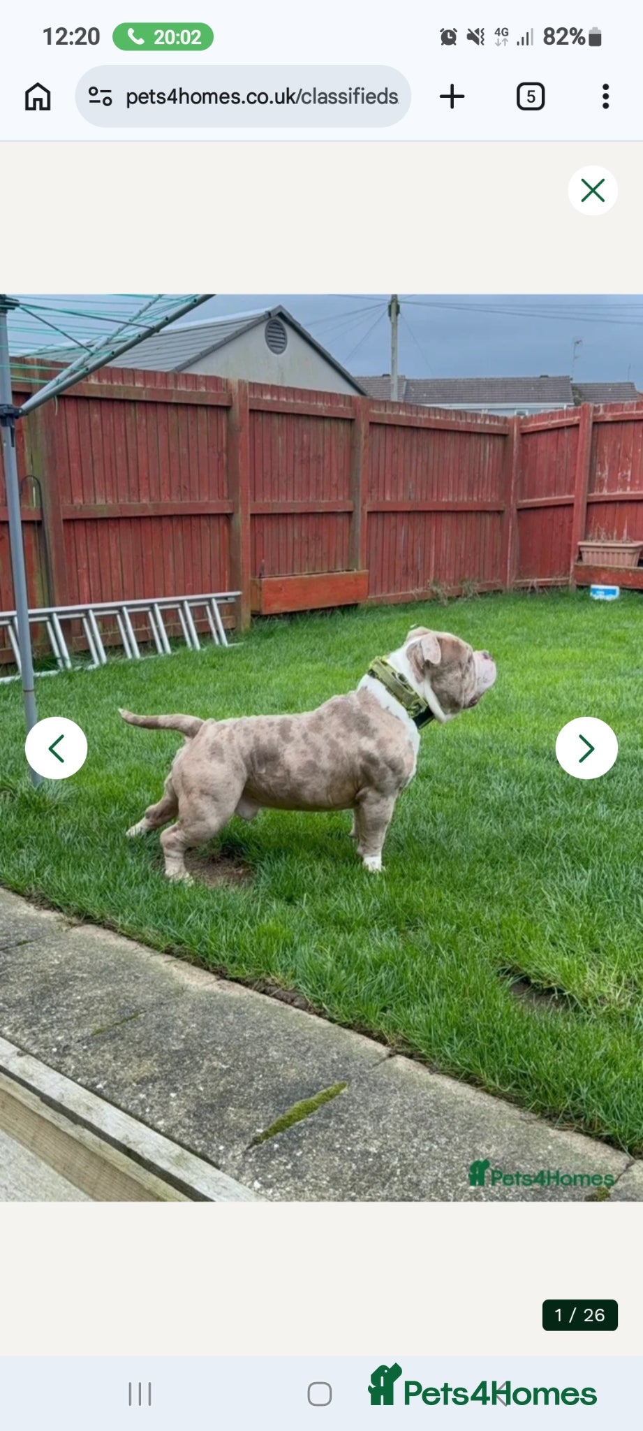 American Bully dogs for sale: Abkc reg platinum/champion pocket bullies - Advert 22