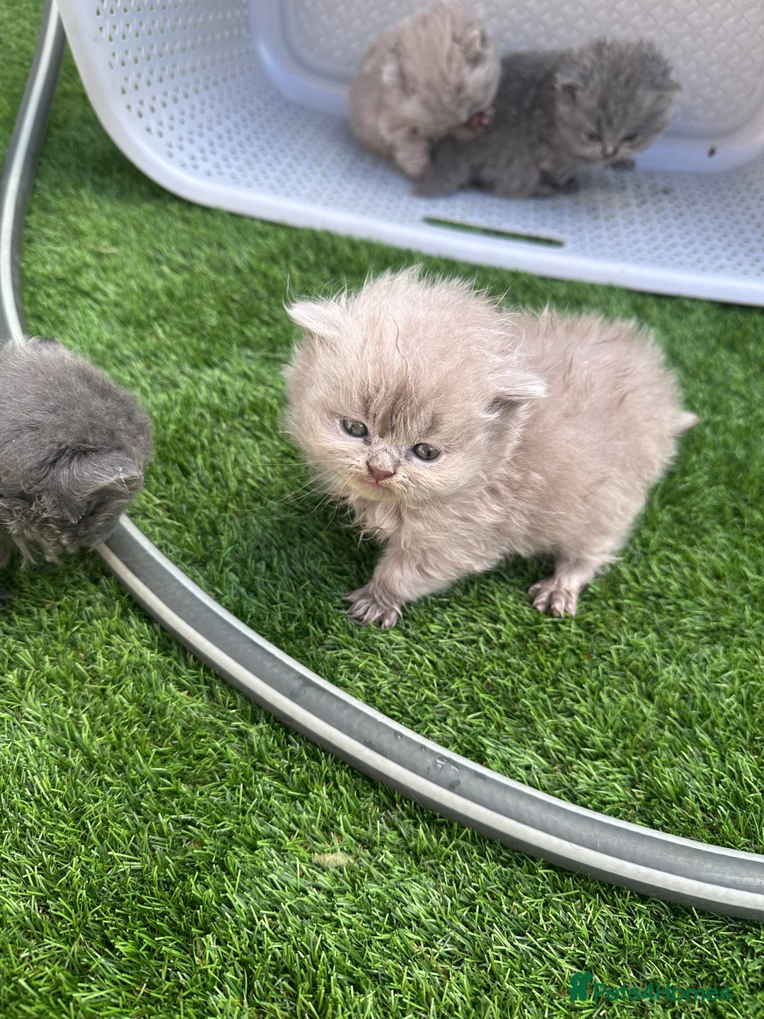 British Longhair cats for sale: Beautiful litter of 5 - Image 3