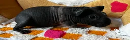Guinea Pig rodents for sale: Baby Male & Female Guinea Pigs - Advert 7