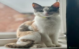 Mixed Breed cats for sale: 1yr 6mnth female cat for sale - Advert 3