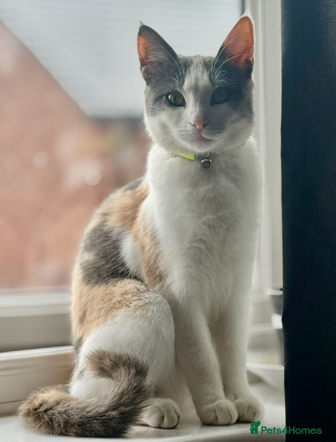 Mixed Breed cats for sale: 1yr 6mnth female cat for sale - Advert 3